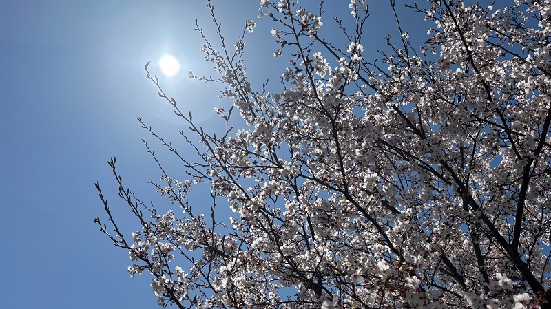 桜舞う空に描く、未来の設計図。エンジニアへの一歩を踏み出そう!